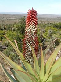 Close-up of succulent plant against sky