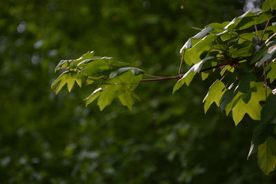 Close-up of fresh leaves on tree