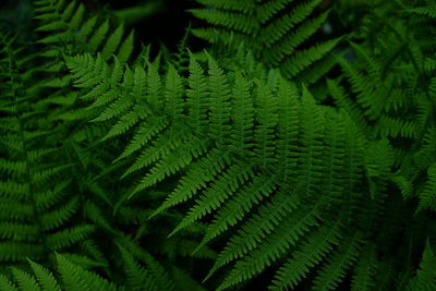 Close-up of fern leaves