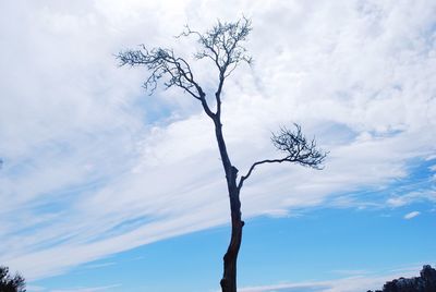 Low angle view of bare tree against sky