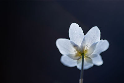 Close-up of white flower against black background