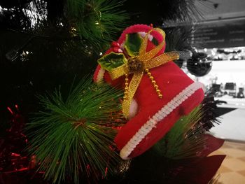 Close-up of christmas tree