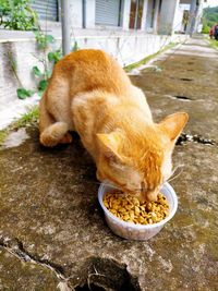 High angle view of cat eating food