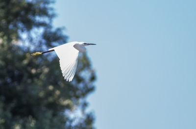 Low angle view of birds flying