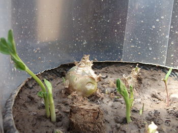 Close-up of wet turtle on plant