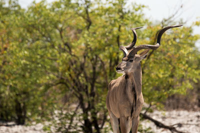 Kudu standing in mopani forest in etosha national park