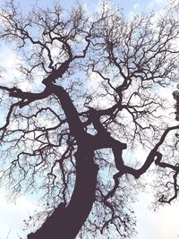 Low angle view of silhouette bare tree against sky