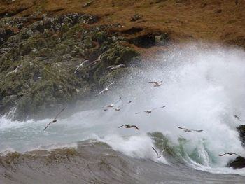 Birds swimming in sea