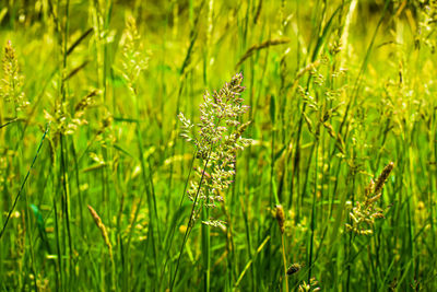 Close-up of grass growing on field