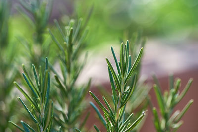 Close-up of fresh green rosemary plant