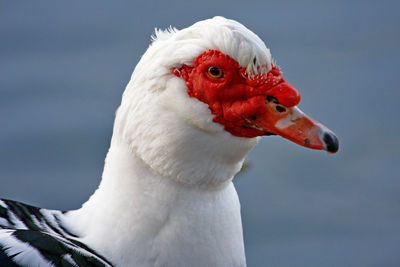 Close-up of duck