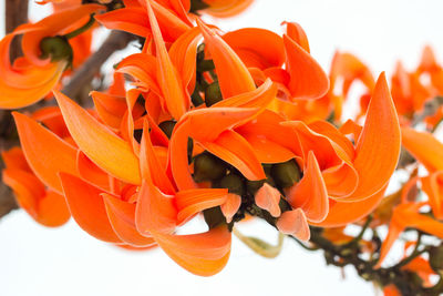 Close-up of orange flowering plant