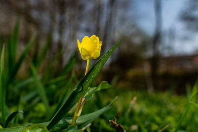 Close-up of yellow flowering plant on field