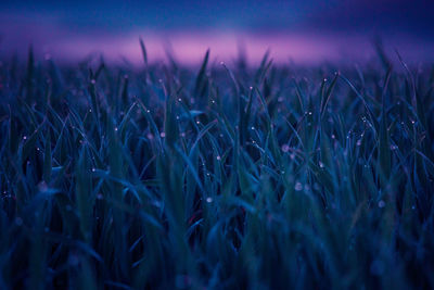 Beautiful fresh spring grass growing in the meadow during sunrise.