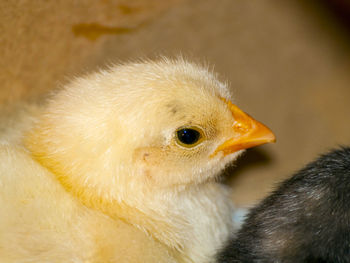 Close-up of young bird