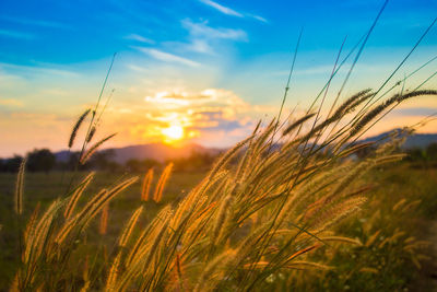 Scenic view of field against sky at sunset