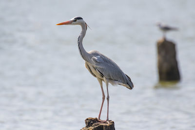 Gray heron perching tree stump in lake