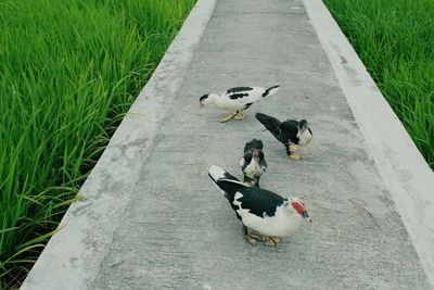 High angle view of bird on field