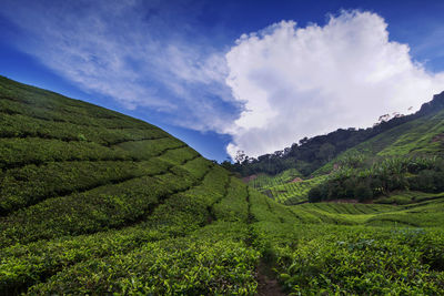 Scenic view of agricultural field against sky