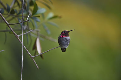 Close-up of bird perching on leaf