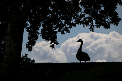 Low angle view of silhouette birds standing on tree against sky