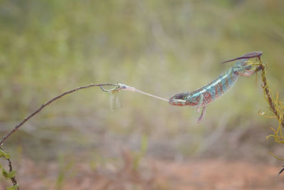 Close-up of a chameleon prey