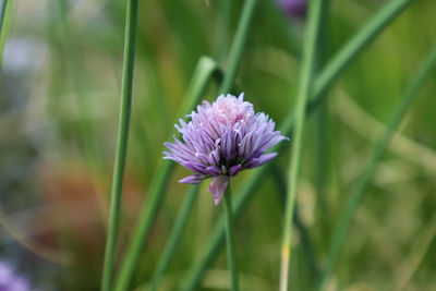 Close-up of purple flowering plant