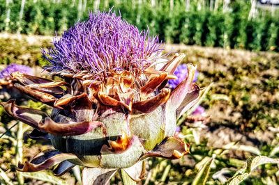 Close-up of purple flower blooming on field