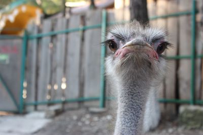 Close-up of ostrich in cage at zoo