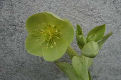 Close-up of green leaf on plant