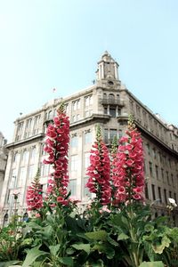 Low angle view of flowering plant against building