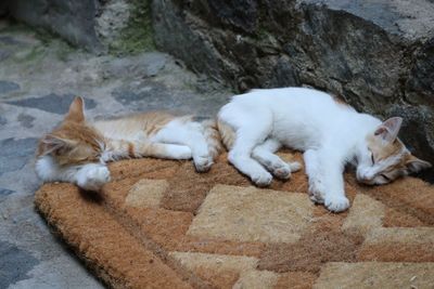 High angle view of cat relaxing on rock