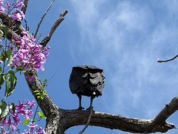 Low angle view of bird on branch against sky