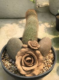 High angle view of succulent plant on stone