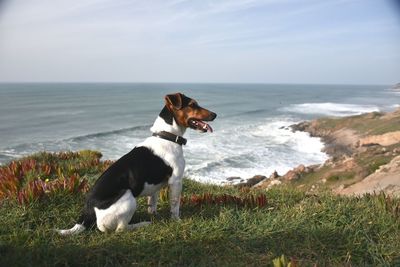 Dog on beach