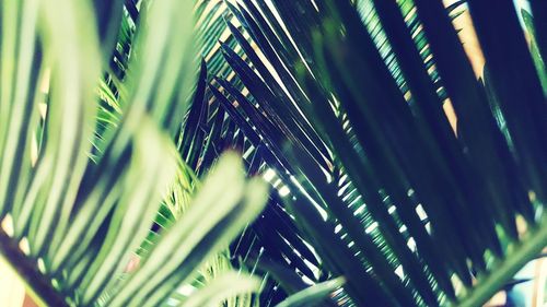 Close-up of palm tree leaves