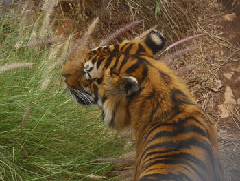Tiger on field