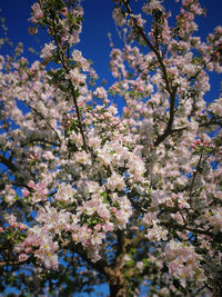 Close-up of cherry blossoms in spring