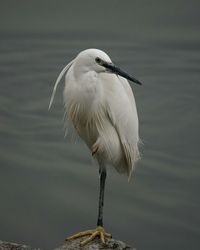 Bird perching at lake