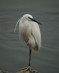 Close-up of heron perching on lake