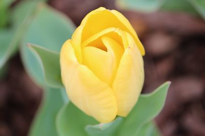 Close-up of yellow flower blooming outdoors