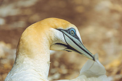 Close-up of a bird