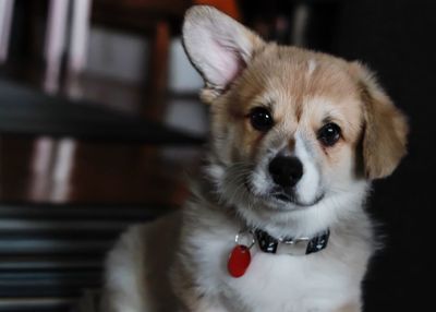 Close-up portrait of dog