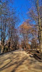 Trees against clear sky