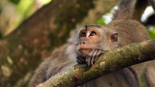 Monkey sitting on branch