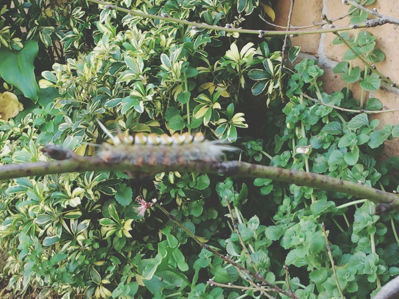 plant, growth, green color, leaf, nature, close-up, high angle view, one animal, day, outdoors, animal themes, no people, branch, front or back yard, beauty in nature, metal, fence, green, freshness, focus on foreground