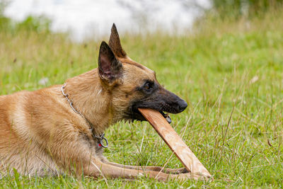 Close-up of a dog looking away