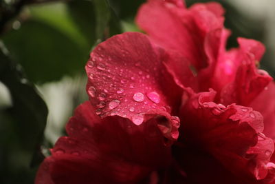 Close-up of wet red rose