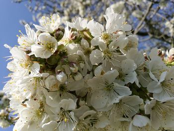 Close-up of white flowers blooming on tree