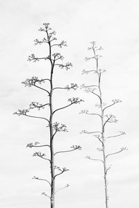 Low angle view of tree against sky